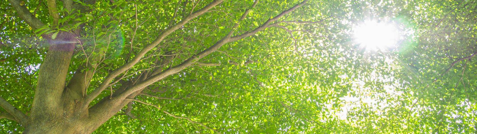 KimmySophiaBrown.com